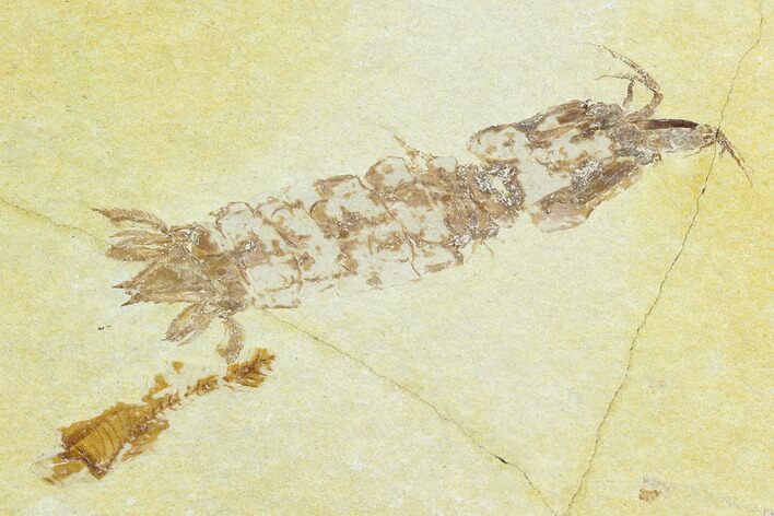 Fossil Mantis Shrimp (Pseudosculda) - Lebanon #123991